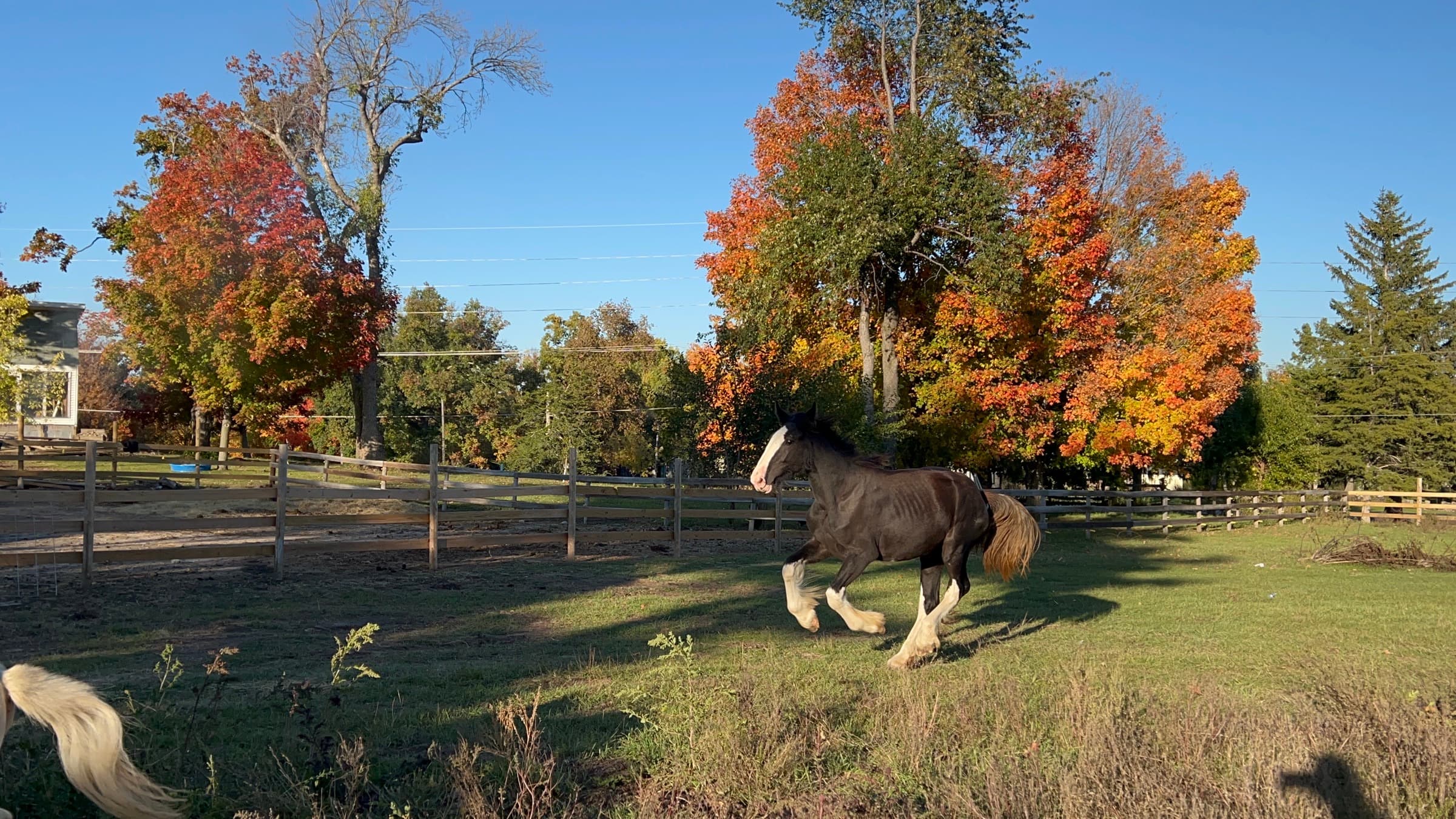 A Shire horse trotting through a paddock framed by autumn colour at Laton Shires.
