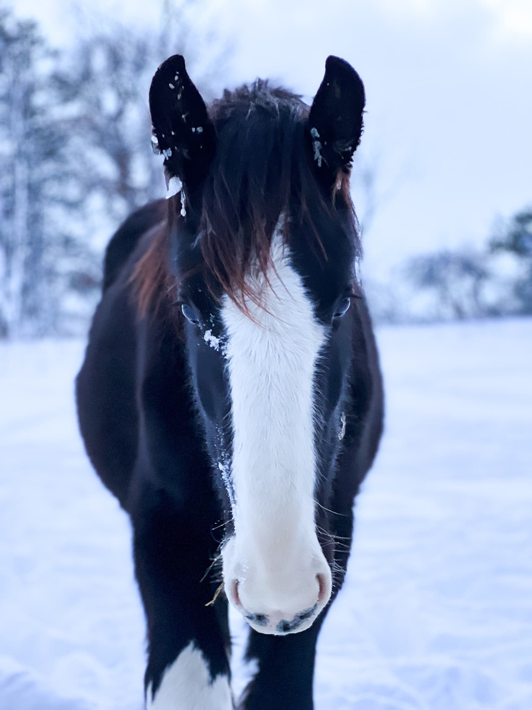 A young Shire horse with a broad white blaze standing in falling snow.