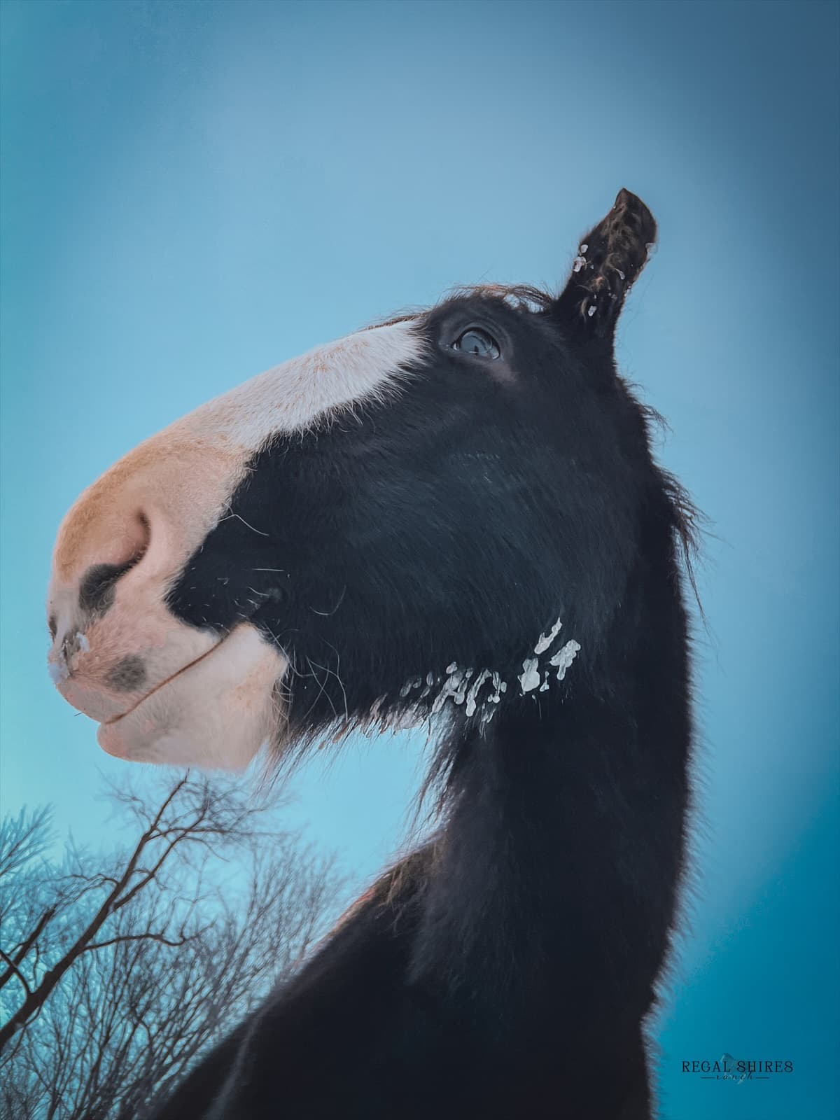 Portrait of a Shire horse against a winter sky, showing the breed's distinctive blaze.