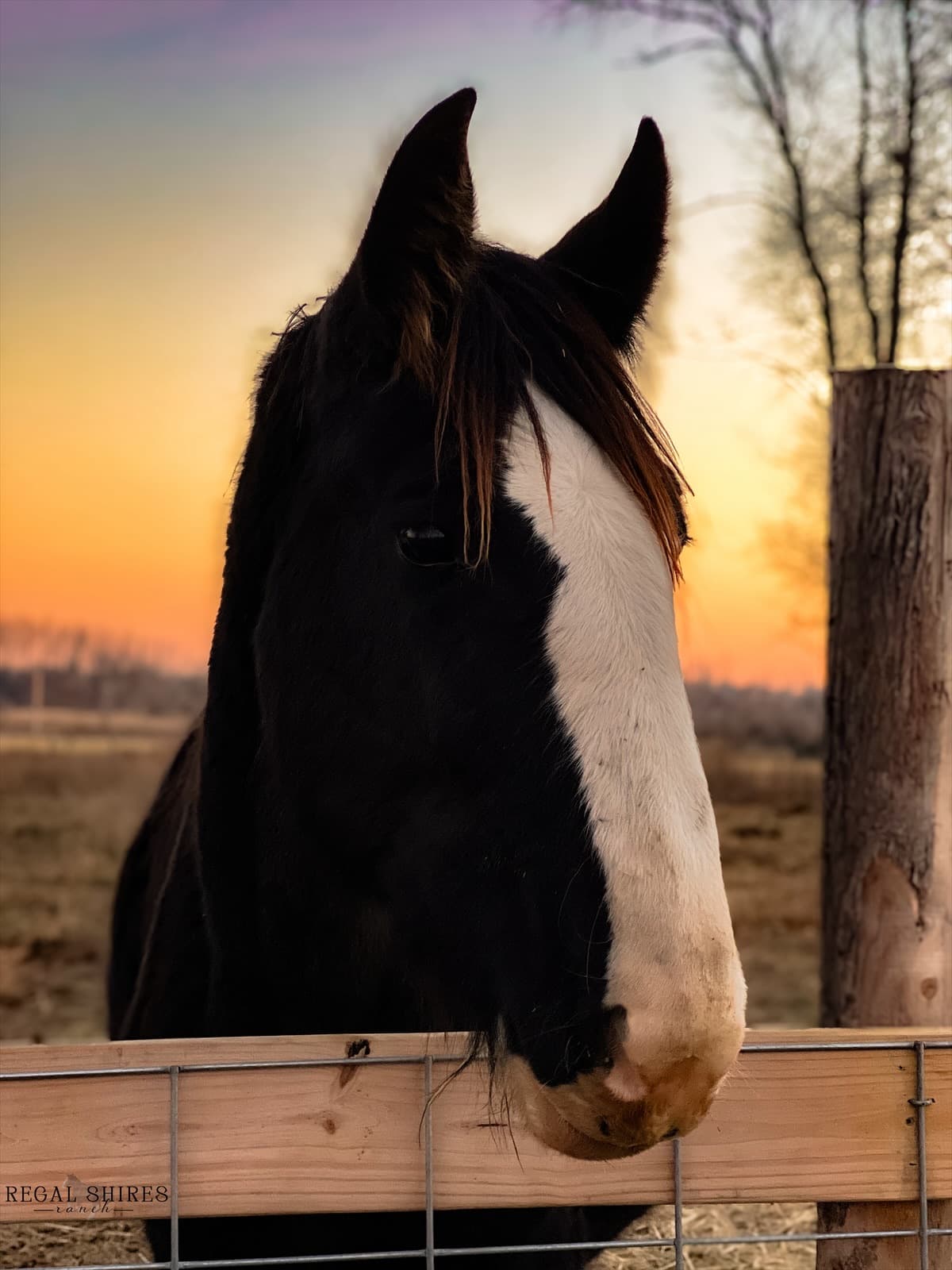 A Shire horse at a gate at sunset, watching the camera.