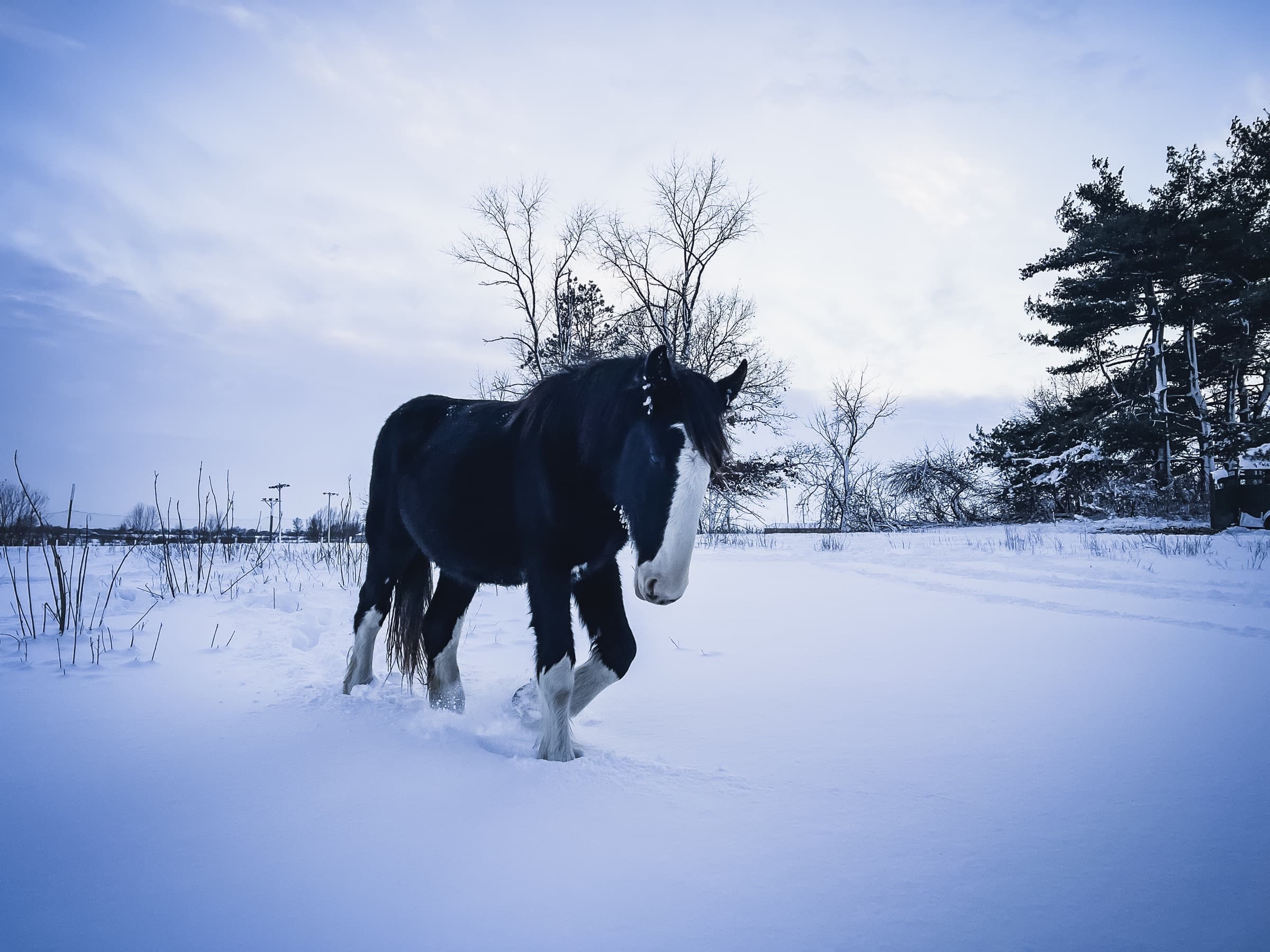 A Shire horse moving through deep snow at dusk, breath visible in the cold air.