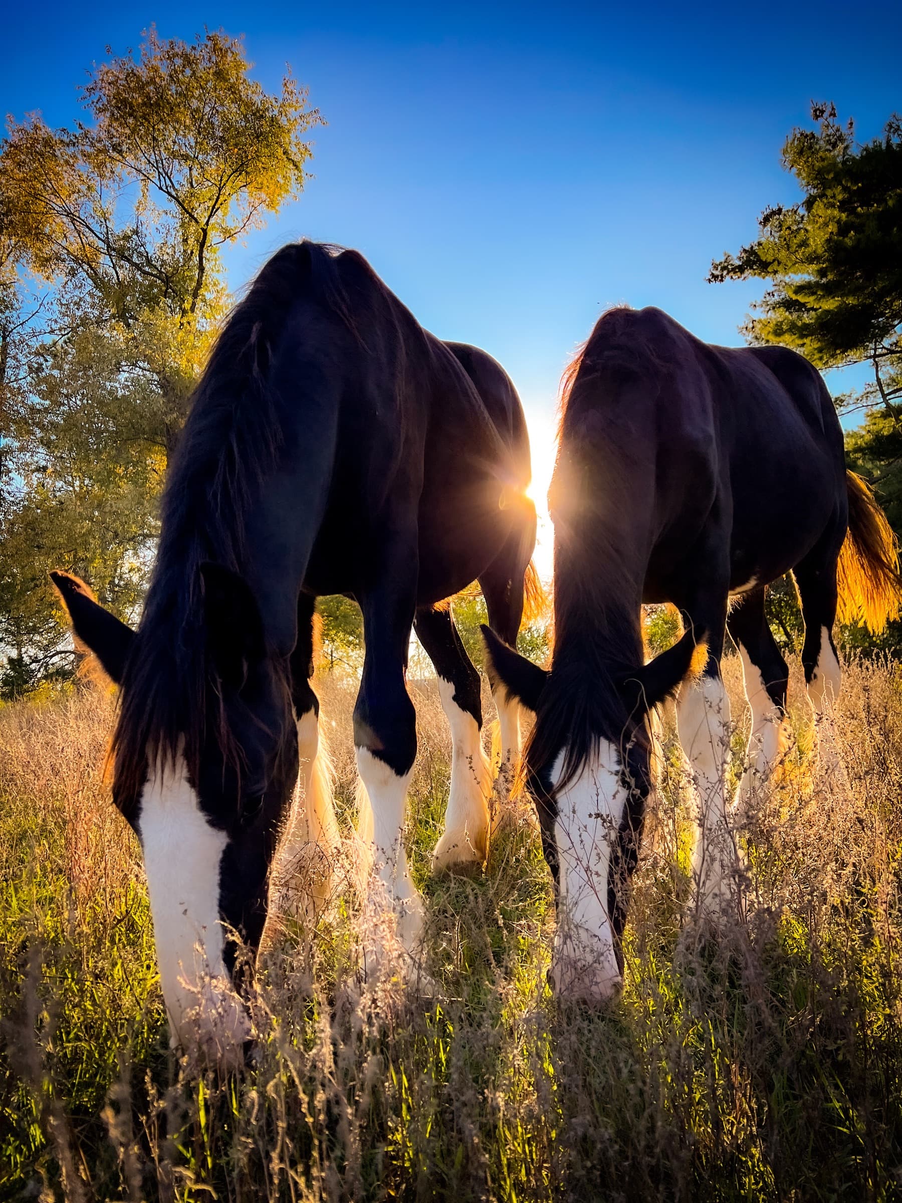 Two Shire horses grazing at golden hour, backlit by low sun in a tall-grass pasture.