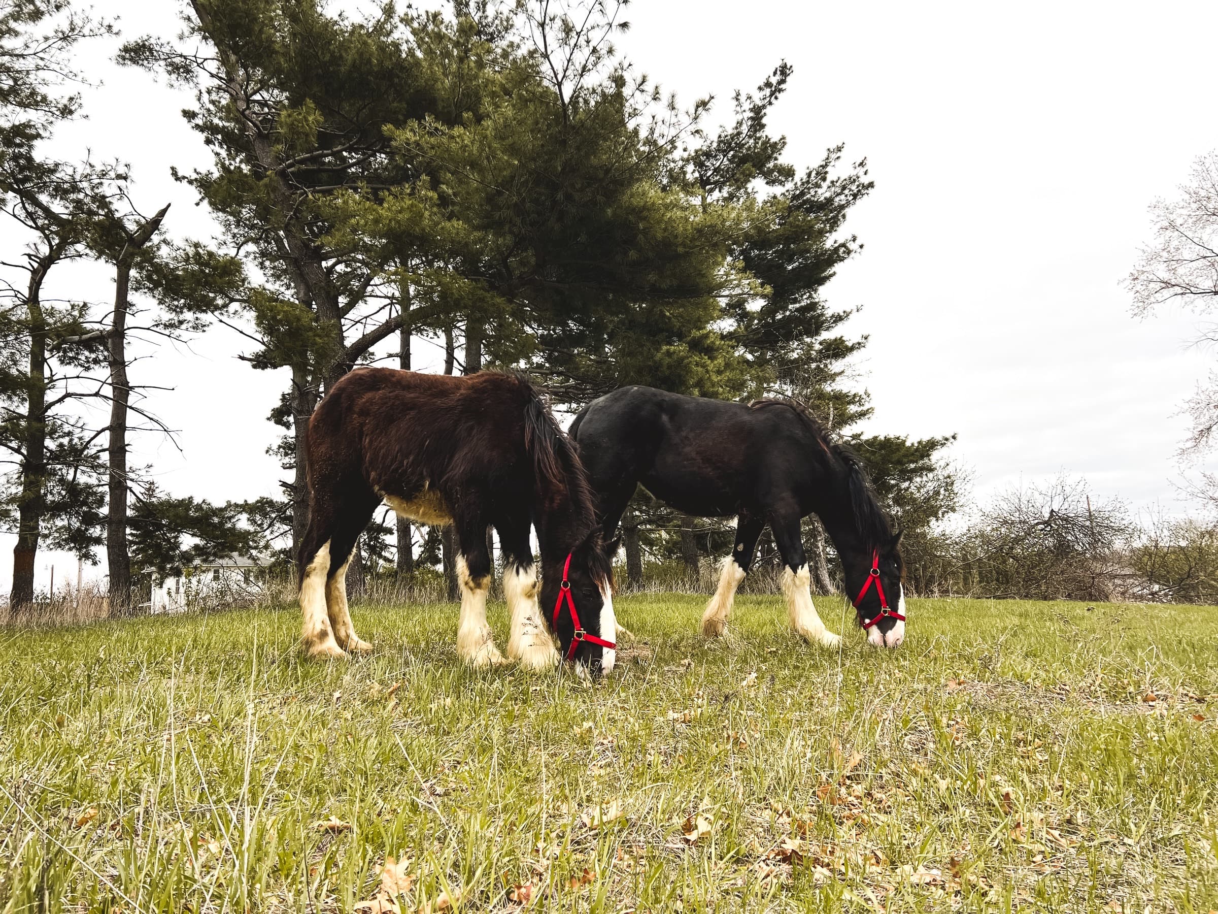 A pair of Shire horses grazing on a rise, their feathered legs and dark coats lit by low light.