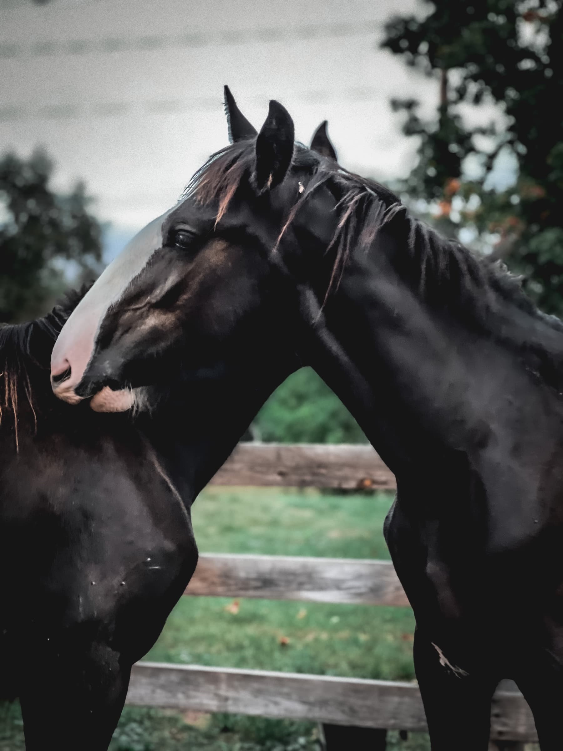 Two Shire horses resting their heads together at a pasture fence, showing the breed's gentle temperament.