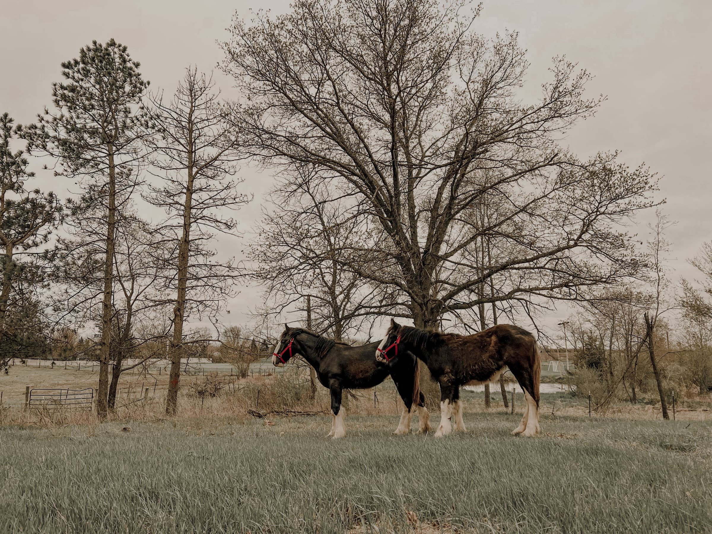 Two Shire horses standing beneath a bare oak in a winter pasture.